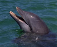 dolphins in Virginia Beach